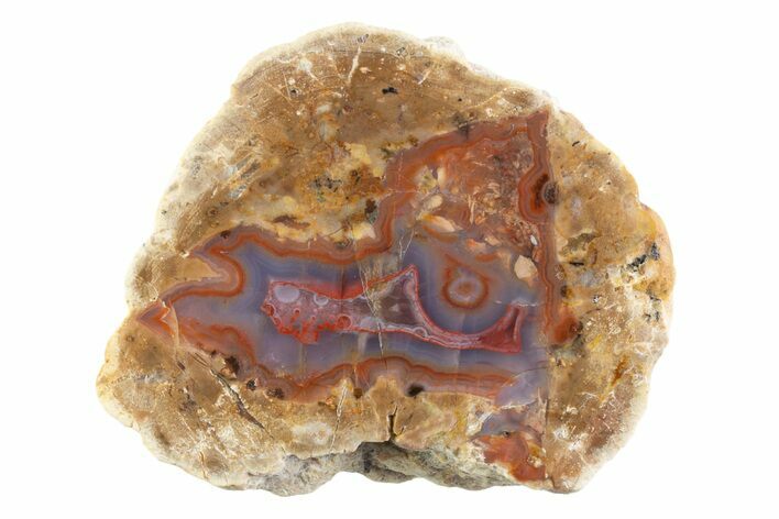Polished Red Hot (Berrendo) Thunderegg Half - Mexico #373222
